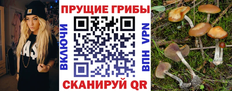 Псилоцибиновые грибы Psilocybe наркошоп Братск